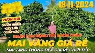 CHỊ LINH Giao Lưu Vườn Mai Tàng Siêu Đẹp Chơi Tết, Cây To Nụ Nhiều Bao Làm Bông Tết • THÀNH TRỌNG LÊ