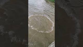 how to catching fish #632