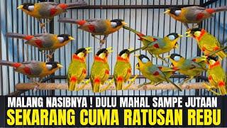 NASIB MALANG BURUNG IMPORT INI ! DULU JUTAAN SEKARANG CUMA RATUSAN RIBU