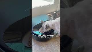 Refrigerated automatic wet food feeder  Amazon link in bio!  #cat #cats #kitty #kittens #kitten