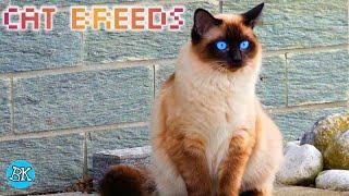 CAT BREEDS Batch 2 | Looking for Cat Pets?