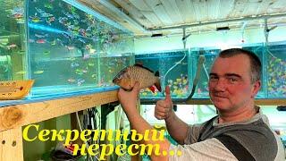 ПОДРОБНО о секретах разведения ДАНИО ГЛОФИШ / Spawning aquarium fish