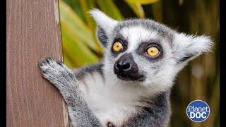 Lemurs: reasons for their name, day to day, the curious thing about their eyes, nocturnal habits...