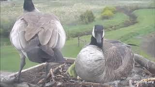 Канадский гусь, или казарка. Canadian goose, or kazarka.