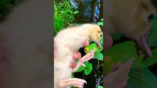 My Pet Duck Adam first swim #funny  #duckadam  #duck  #trending  #funnyshorts