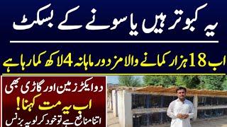 Expensive & Fancy Pigeon Farm in Pakistan | Its a The Best Business Idea of the Year 2022