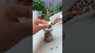 #Home Gardening The lotus leaf #balconyPlanting #LoveLifeLoveGrowingFlowers# copper money grass