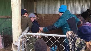 Youngsters get ready for Young Farmer competition