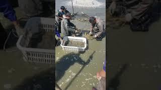 The best people catch fish, Hook fish, Technique fishing with Phann Phuy Fishing