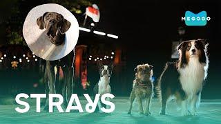 Strays - Film. Watch new films, TV series, cartoons on Megogo.net. Trailer