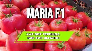  MARIA F1 – ҲАР ТЕРИМДА БИР ХИЛ СИФАТ, ШАКЛ ВА ТАЪМ! 