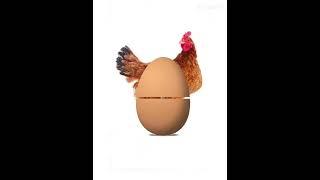 Evren popped out of a egg