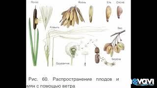 Распространение плодов и семян растений. Биология в стихах. 6 класс.