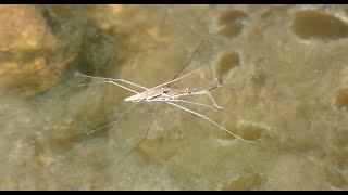 Gerris & Whirligig beetles - Gerris & Gyrin  (Gerridae & Gyrinidae)