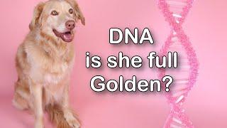 Is She Full Golden? Rescue Dog DNA Results ( LIVE Results)