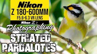 Nikon Z 180-600mm | Photographing Striated Pardalotes