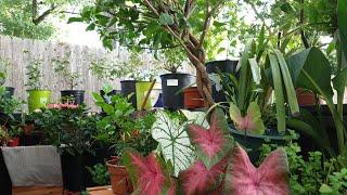 Resultados de Usar Café y Restos de Cocina en Mis Plantas! #jardineria #jardincasero