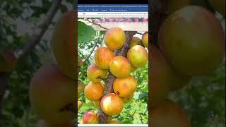 Каталог Железова - рассказ про уникальные семена.  Серия 3.  (Отрывок)