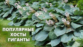 Популярные и недорогие гигантские хосты из нашего каталога