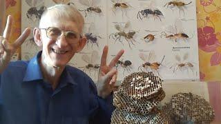 Ukraine, Kyiv. Entomologist Dr Victor Fursov About Insects & Entomology in Ukraine.