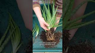 🪴 How to Divide Aloe Vera Pups #garden #houseplants #gardening