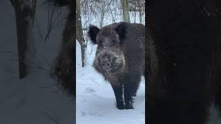 Wild Boar. Silent Dog.  #wildboar #intothewoods #photohunt