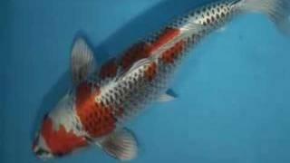 200056 - Hosakai Kujaku