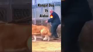 Kangal Dog Vs Alabai Dog  Fight  | #shorts