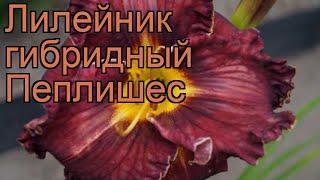 Лилейник гибридный Пеплишес (hemerocallis)  Пеплишес обзор: как сажать, рассада лилейника Пеплишес