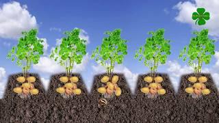 How To Plant Potatoes? - Brief and detailed explanation