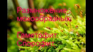 Гаметофит и спорофит мохообразных. Размножение мохообразных.