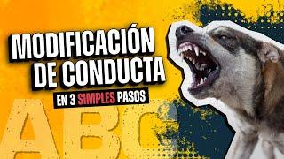 MODIFICACION DE CONDUCTA en 3 SIMPLES pasos #educacioncaninarespetuosa #behavioranalyst