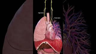 Phrenic & Vagus Nerves | 3D Anatomy with Heart, Lungs & Diaphragm