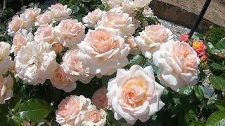 Chandos Beauty (Чандос Бьюти)