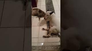 бультерьер и кот любовь и дружба bull terrier and cat