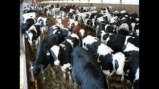 Brandt Boys Beef & Grain 950# Holstein Steers