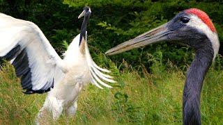 Red-crowned crane of Kunashir Island | Film Studio Aves