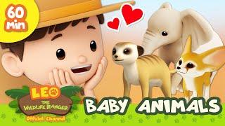  BABY Animals!  Sloth, Fennec Fox & More | Leo the Wildlife Ranger | Learn Animals | Kids Cartoons