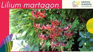 Martagon-Lilien in Trauttmansdorff