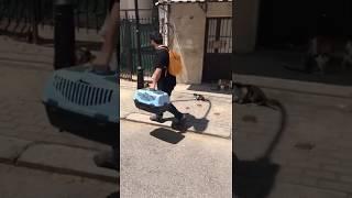 Üsküp'teki Sokak Kedilerini besledik