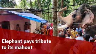 Elephant pays tribute to its mahout at funeral in Kerala