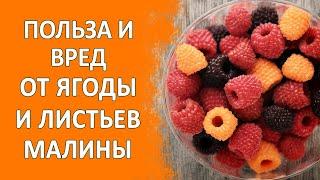 Польза и вред от ягоды и листьев малины для здоровья