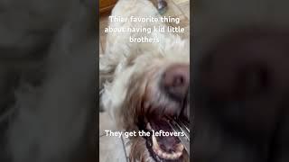 Doggies love little kids #youtubeshorts #dog #brothers #husky #goldendoodle #dogs #dogshorts #cute