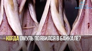 Байкальский омуль: чем знаменита главная рыба Байкала