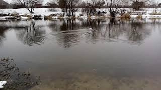 На воде прикормочный кораблик Скат 3 для Палыча.