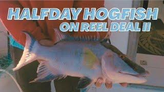 Hogfish on Halfday Fishing Charter - Clearwater Beach, Florida 