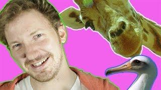 Can animals be gay? #ProudToLove | BBC Earth Explore