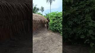 Bush Men of Africa  | Mr Macaroni | izon tv  | ijaw tv | pouma | Nigeria | yawa skits