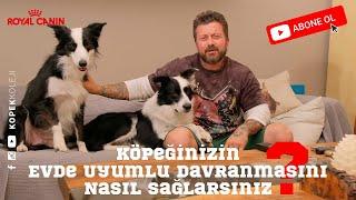 Köpeğinizin Evde Uyumlu Davranmasını Nasıl Sağlarsınız