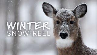 Nature Picture Library's Winter Snowreel